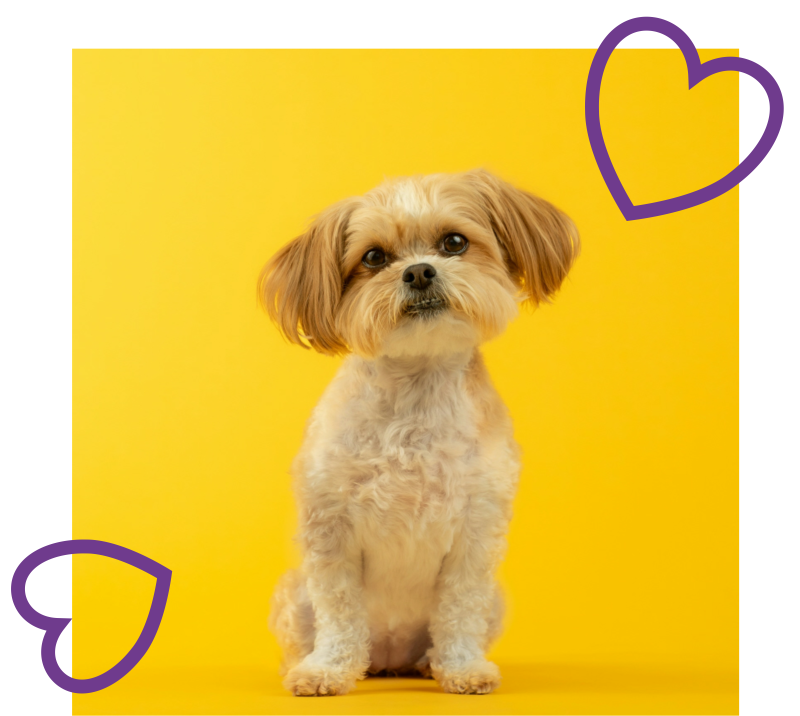 Moomalu veterinary dog food range