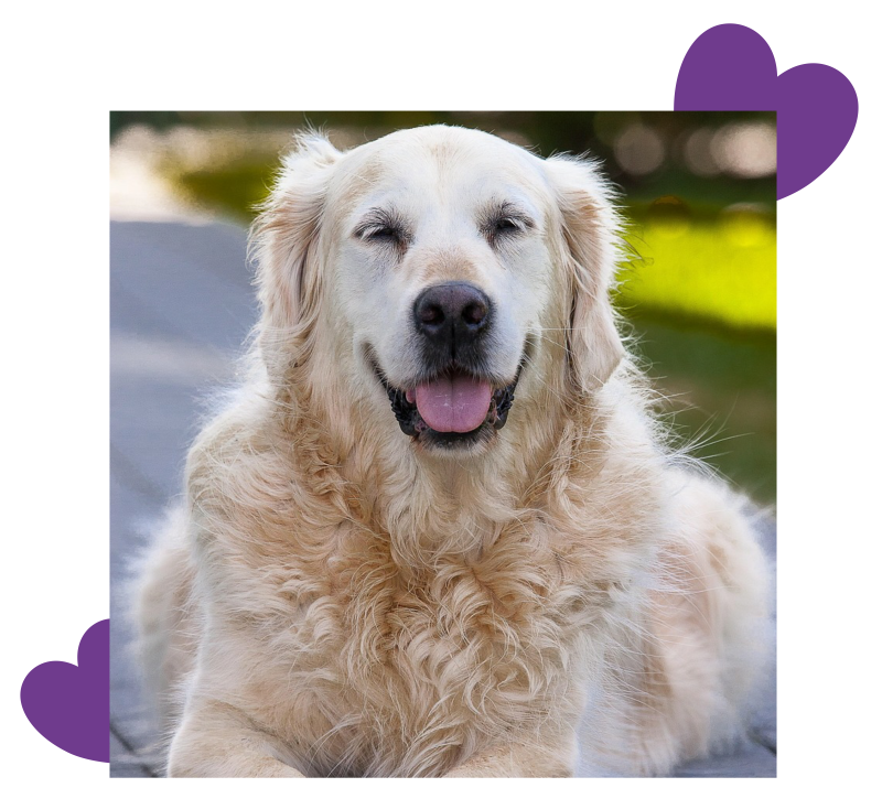 Moomalu veterinary dog food range