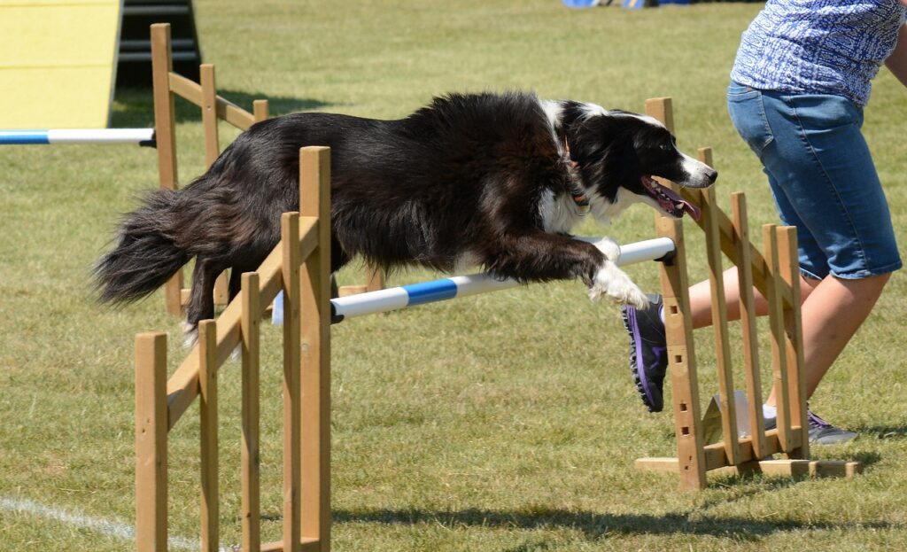 dog agility exercise competition