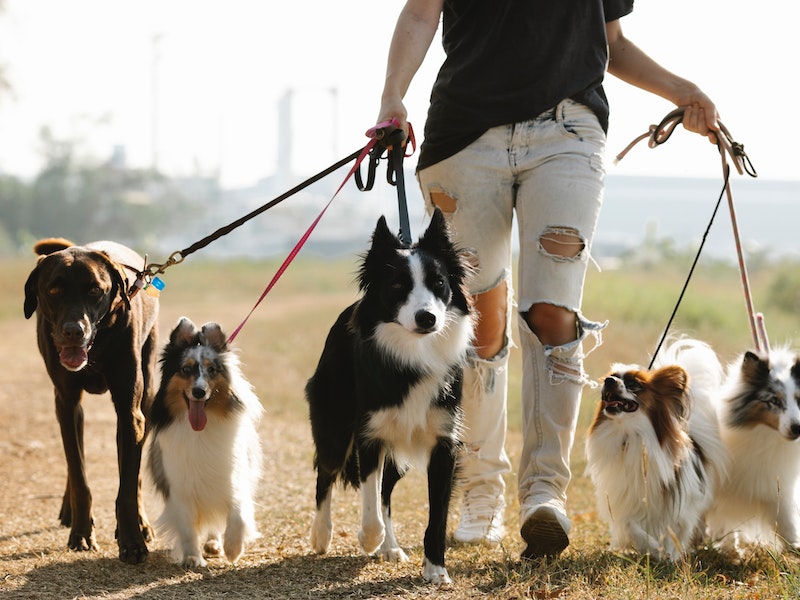 dog group taking a walk