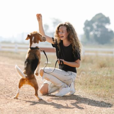 Tips For Successful Dog Training